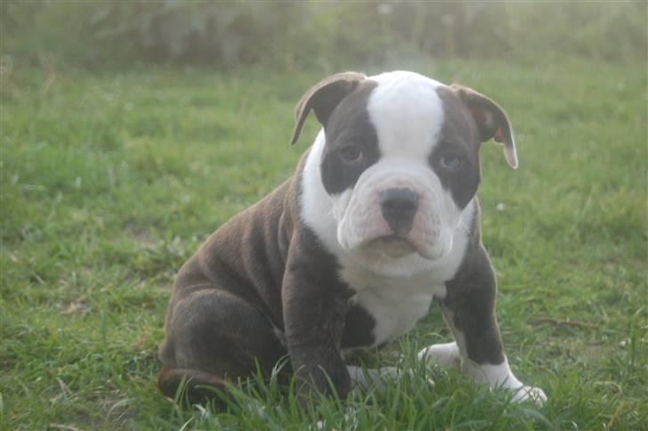 Amerikansk bulldog hvalpe 6 ½ uger. billede 31