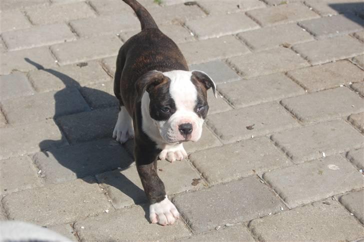 Amerikansk bulldog hvalpe 6 ½ uger. billede 33