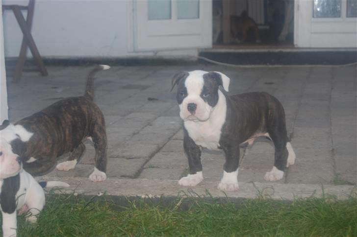 Amerikansk bulldog hvalpe 6 ½ uger. billede 34