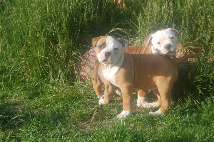 Amerikansk bulldog hvalpe 6 ½ uger. billede 45