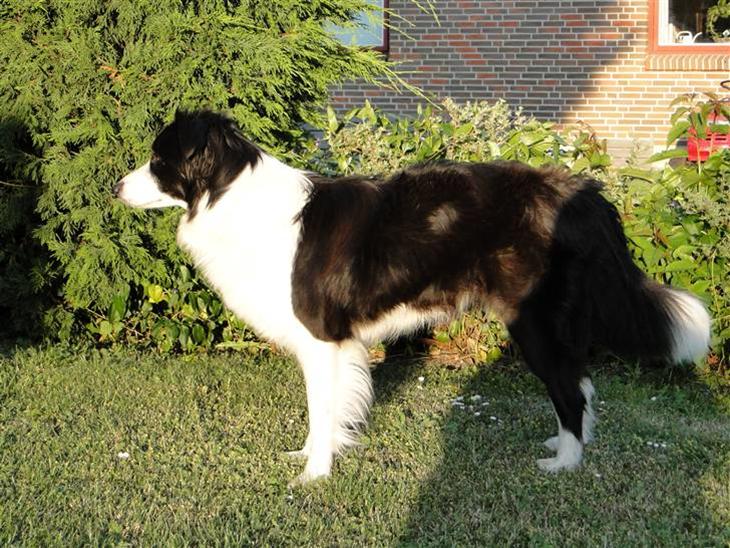 {{currentPhoto.altText}} billede {{currentPhoto.number}}