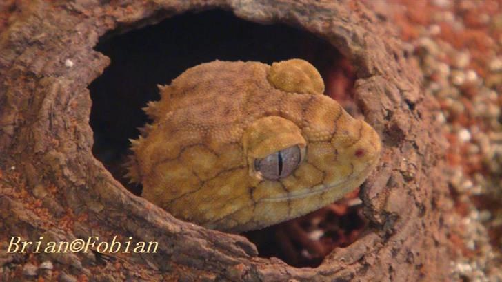 Mine krybdyr billede 16