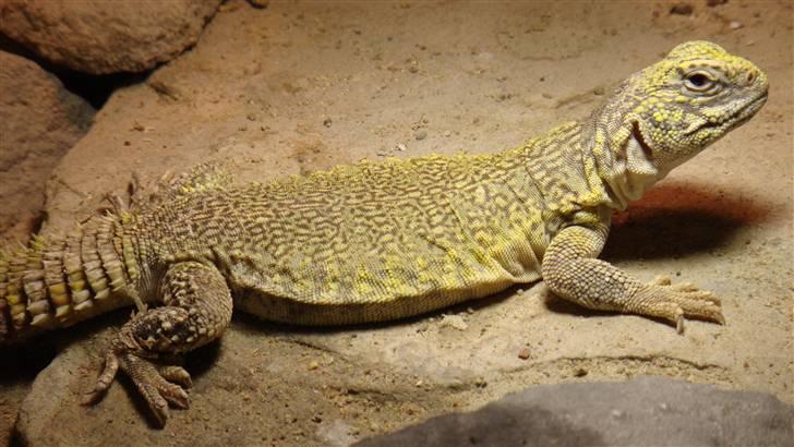 Mine krybdyr billede 18