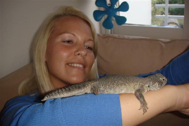 Mine krybdyr billede 19