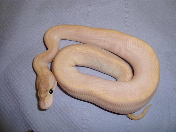 Mine krybdyr billede 20