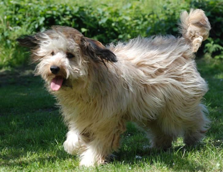 Chinese Crested hvalpe fra Crazy Diamond - Jack Sparow nu 8 mdr. en Powder Puff som lever og ser ud som den er skabt:-) sååå dejlig billede 19