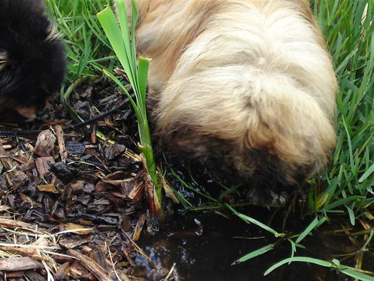 {{currentPhoto.altText}} billede {{currentPhoto.number}}