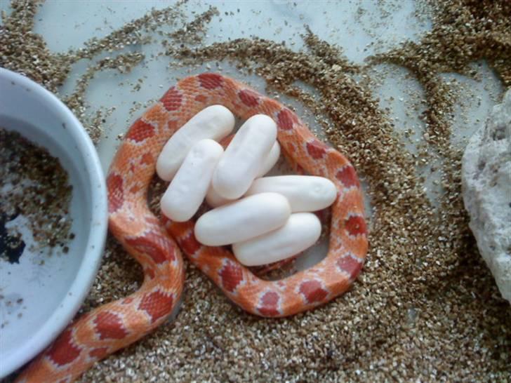 Slange æg - Kuld nr 2. lagt tirsdag d 16 juni billede 3