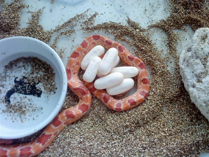 Slange æg - 7 stk i alt.. og de er rigtig fine.  der skulle gerne komme albino med het for snow/anery.. (de kommer til at ligne deres mor, hende på billedet billede 4
