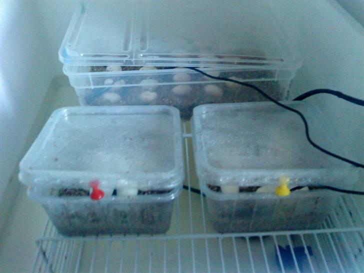 Slange æg - Min ruge kasse... billede 5