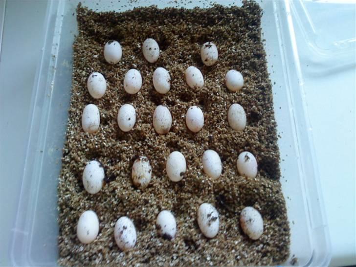 Slange æg - Æg fra min skægagame.. det blev til 23 stk, et flot kuld syntes jeg.... billede 6