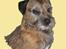Tegninger af andres hunde - Border terrier Rostgaards Mack.