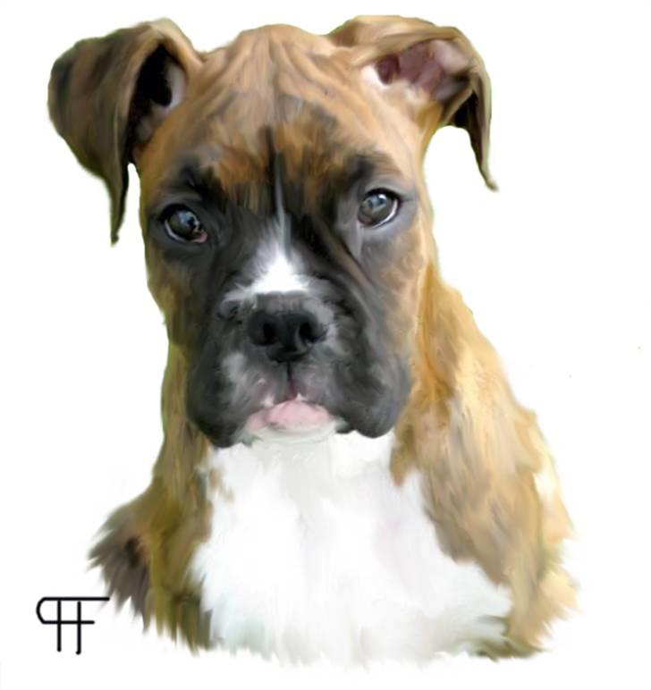 Tegninger af andres hunde - Boxer Faust. billede 270