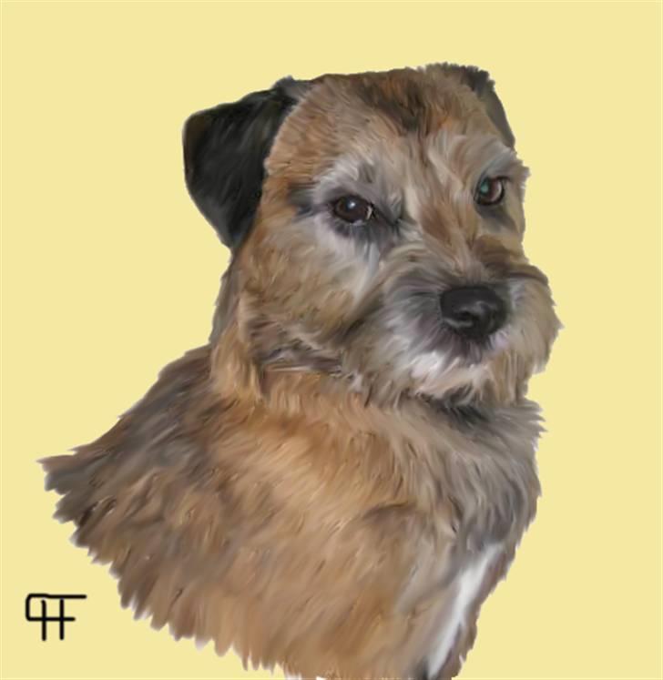 Tegninger af andres hunde - Border terrier Rostgaards Mack. billede 271