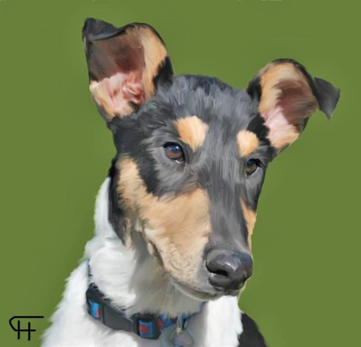 Tegninger af andres hunde - Collie korthåret Kia. billede 272