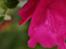 Freelance - Blomst.