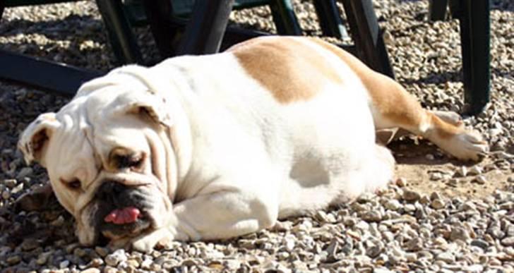 Sjove dyre billeder:) - Gravid bulldog! billede 17