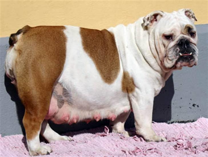 Sjove dyre billeder:) - Gravid bulldog! billede 18