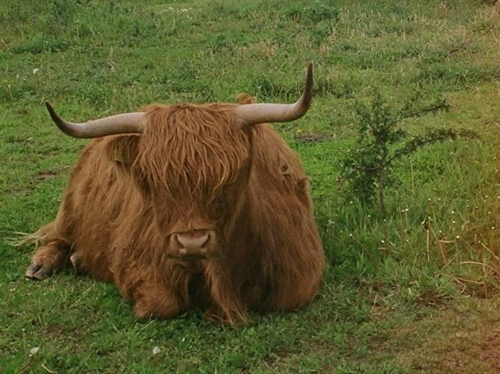 Highland Cattle (Skotsk Højlandskvæg) - Min uldtot no 1. Kvistgårtdens Ussi , hun er 5 år gammel og har fået tre kalve Celine, Diana og El Nino.  Diana døde desværre tre dage gammel sidste år, Hun havde ingen sutte reflekser og jeg opdagede det desværre alt for sent. billede 3