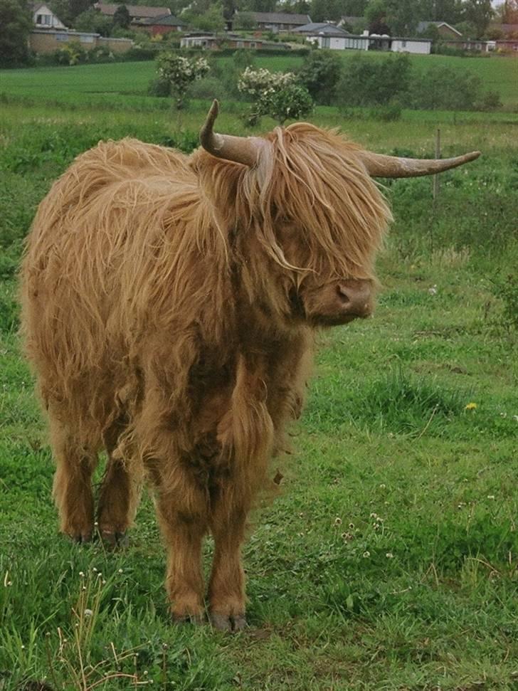 Highland Cattle (Skotsk Højlandskvæg) - Her er så Ussi´s første datter . Hun hedder Kærbøllings Celine hun er 2 år gammel og har i år fået en tyrekalv , Han skal hedde Kærbøllings Elvis billede 4