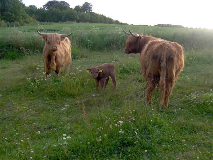 Highland Cattle (Skotsk Højlandskvæg) - Her er så Elvis flankeret af sin mor og mormor billede 5