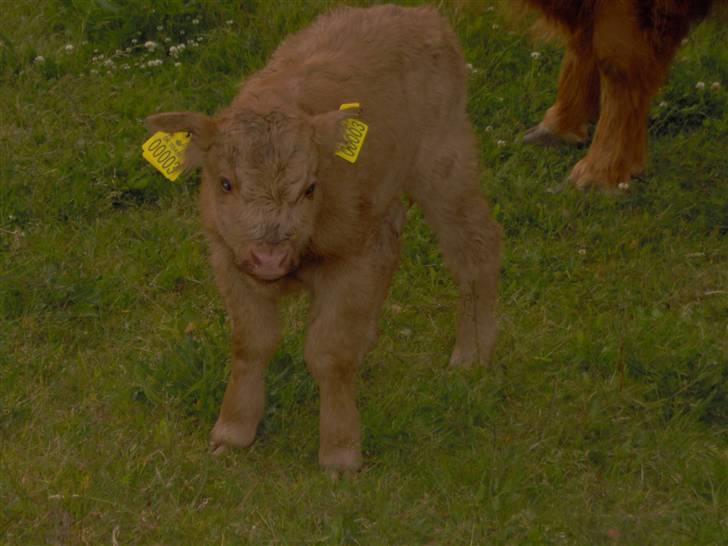Highland Cattle (Skotsk Højlandskvæg) - Kærbøllings Elvis 1 uge gammel, han er en lille frækkert billede 6