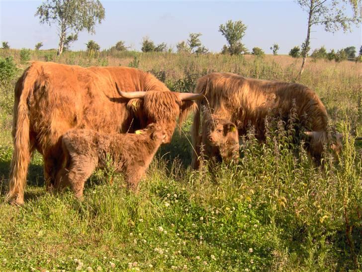 Highland Cattle (Skotsk Højlandskvæg) - Her er så hele familien: El Nino er kalven til venstre,  på besøg hos sin mormor billede 1