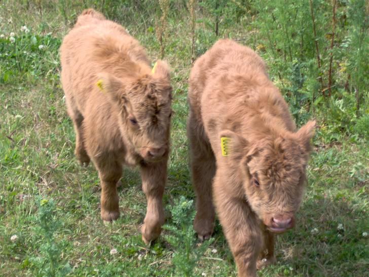 Highland Cattle (Skotsk Højlandskvæg) - Kærbøllings Elvis og Kærbøllings El Nino . El Nino er her 9 dage gammel og Elvis er omkring 3 uger billede 7