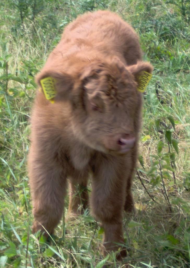 Highland Cattle (Skotsk Højlandskvæg) - El Nino er er nu osse ret fotogen ca 7 dage gammel billede 8