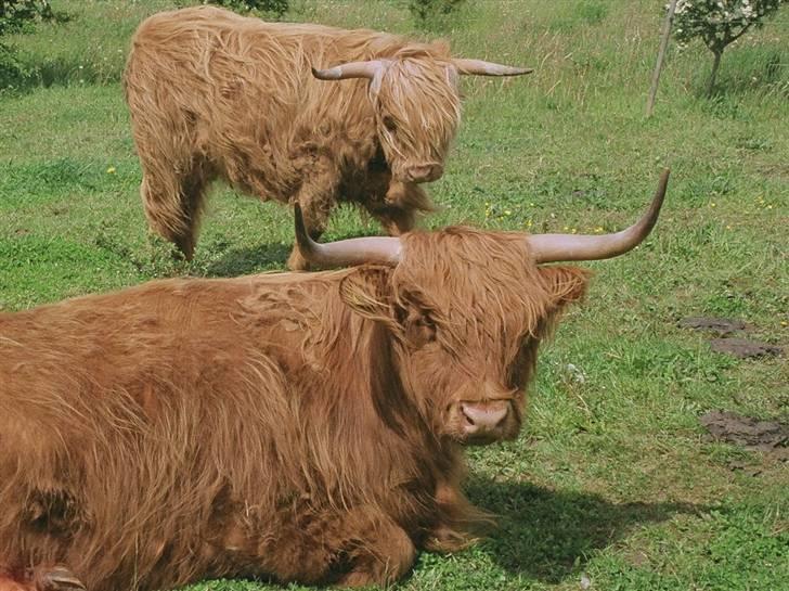Highland Cattle (Skotsk Højlandskvæg) - Ussi og hendes datter Celine billede 9
