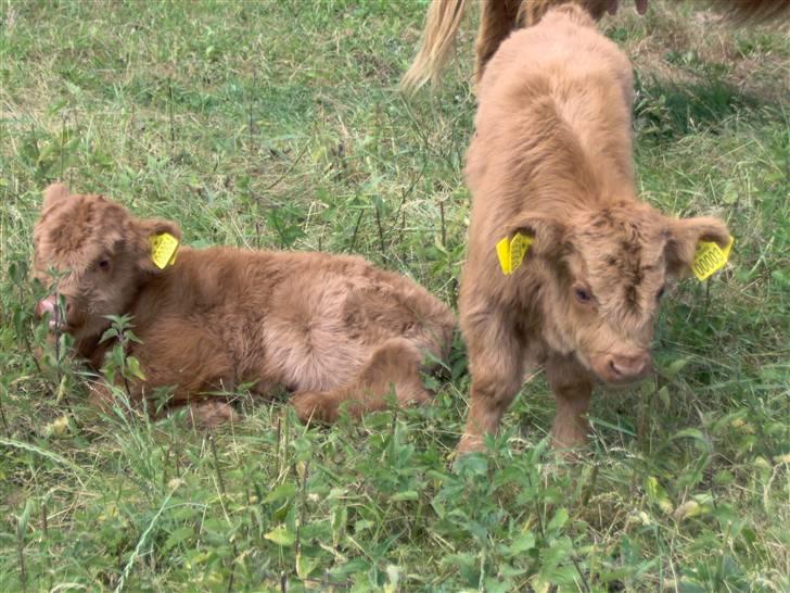 Highland Cattle (Skotsk Højlandskvæg) - Elvis og El Nino billede 10