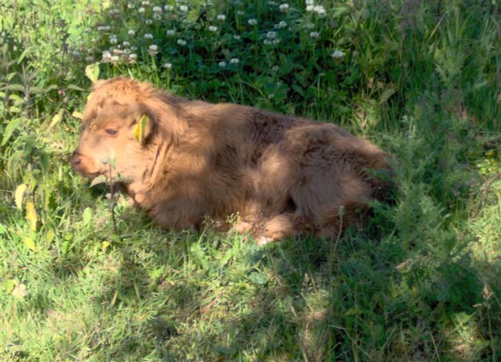 Highland Cattle (Skotsk Højlandskvæg) - El Nino billede 11