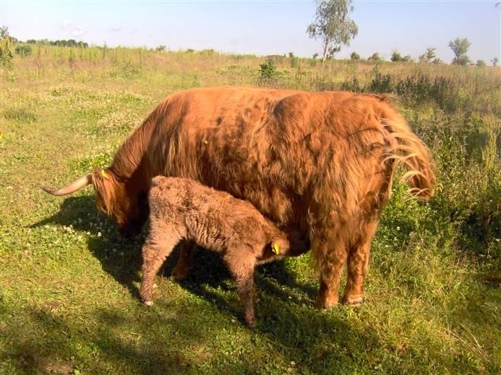 Highland Cattle (Skotsk Højlandskvæg) - El Nino får lige en tår mælk til frokost billede 12