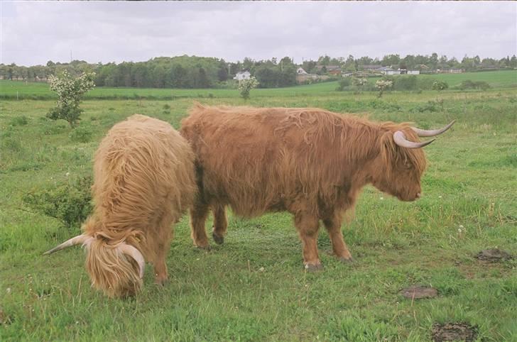 Highland Cattle (Skotsk Højlandskvæg) - Ussi og Celine billede 13
