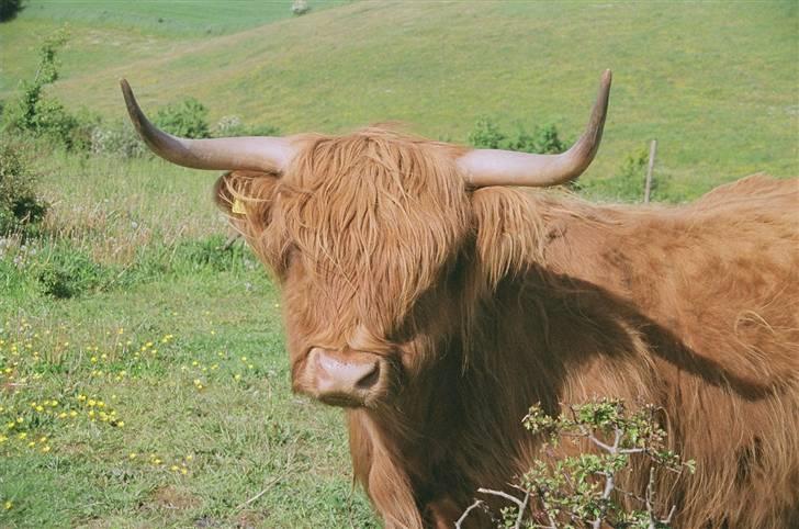 Highland Cattle (Skotsk Højlandskvæg) - Kvistgårdens Ussi billede 14