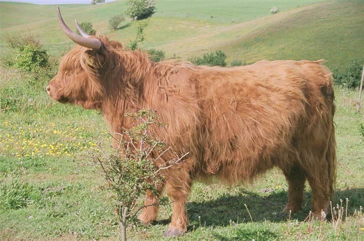 Highland Cattle (Skotsk Højlandskvæg) - Kvistgårdens Ussi billede 15