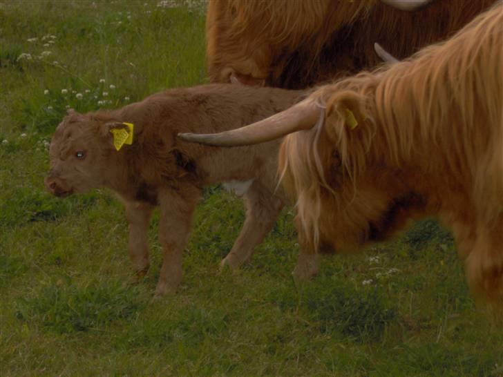 Highland Cattle (Skotsk Højlandskvæg) - Celine og Elvis billede 16