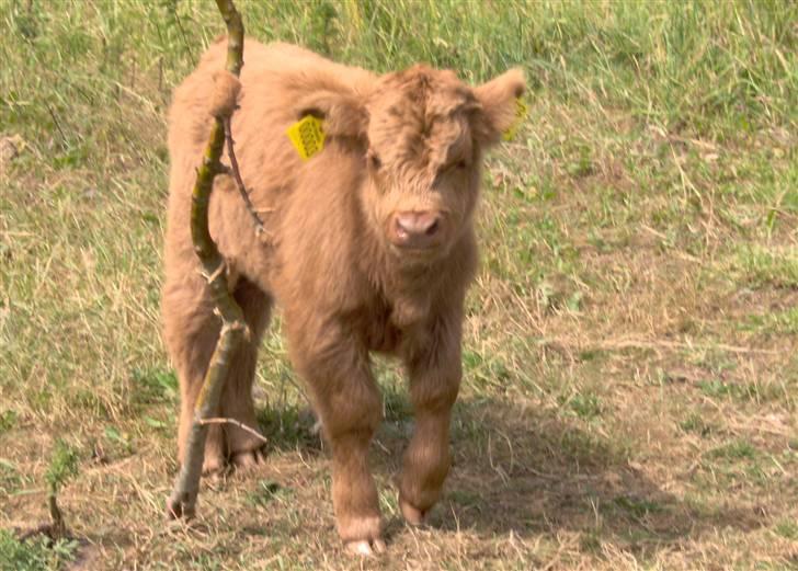 Highland Cattle (Skotsk Højlandskvæg) - Kærbøllings Elvis billede 17