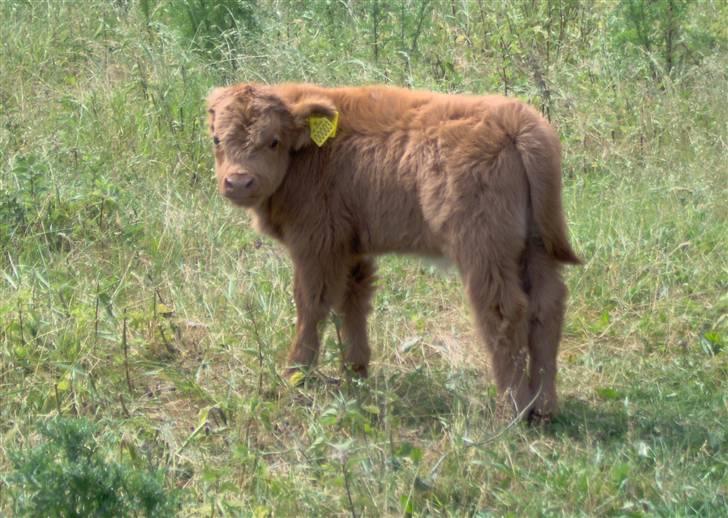 Highland Cattle (Skotsk Højlandskvæg) - Kærbøllings Elvis
 billede 18