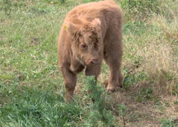 Highland Cattle (Skotsk Højlandskvæg) - Kærbøllings Elvis billede 19