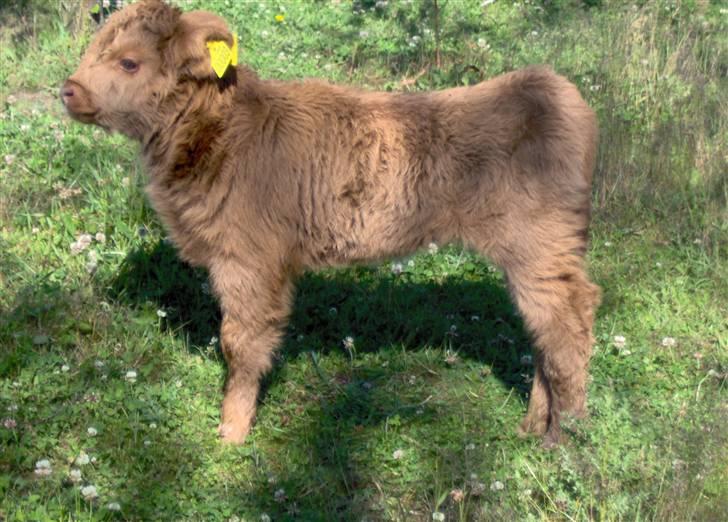 Highland Cattle (Skotsk Højlandskvæg) - Kærbøllings Elvis billede 20