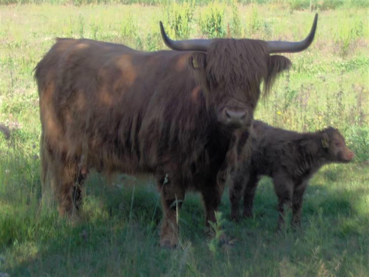 Highland Cattle (Skotsk Højlandskvæg) - Ussi og Elvis billede 21