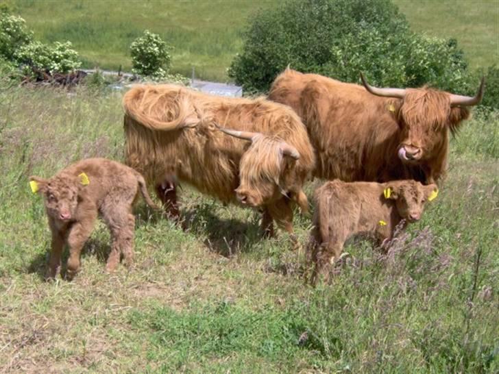 Highland Cattle (Skotsk Højlandskvæg) - Hele familien Ussi, Celine, Elvis og El Nino billede 2