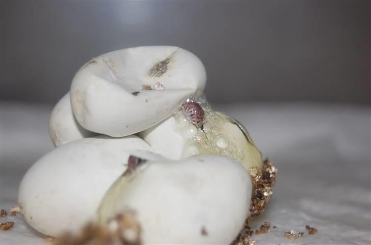 Slange æg billede 7