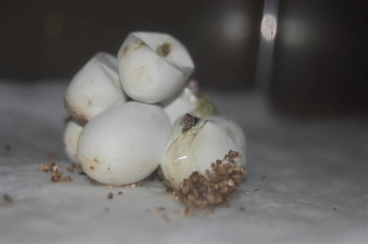 Slange æg billede 8