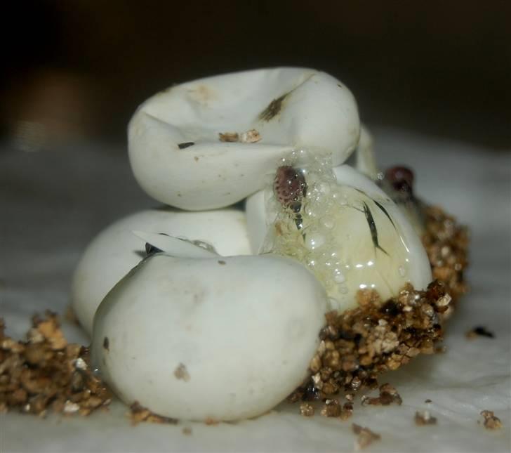 Slange æg billede 9