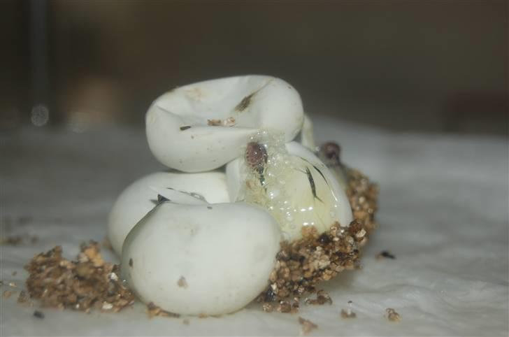 Slange æg billede 10