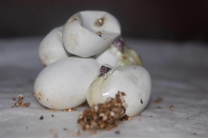 Slange æg billede 11