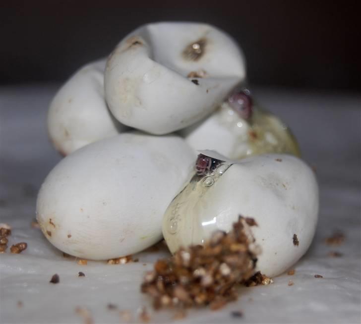 Slange æg billede 12