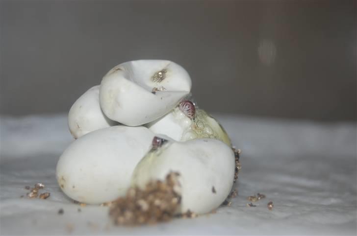 Slange æg billede 13